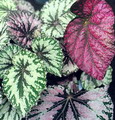 Begonia